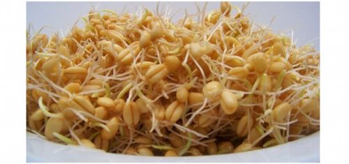 Germogli di grano
