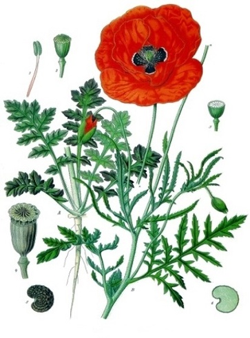 Papavero