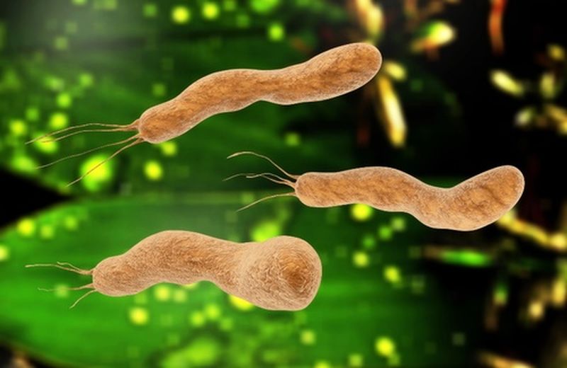 Helicobacter pylori: cos’è, sintomi e terapia Helicobacter pylori: cos’è, sintomi e terapia
