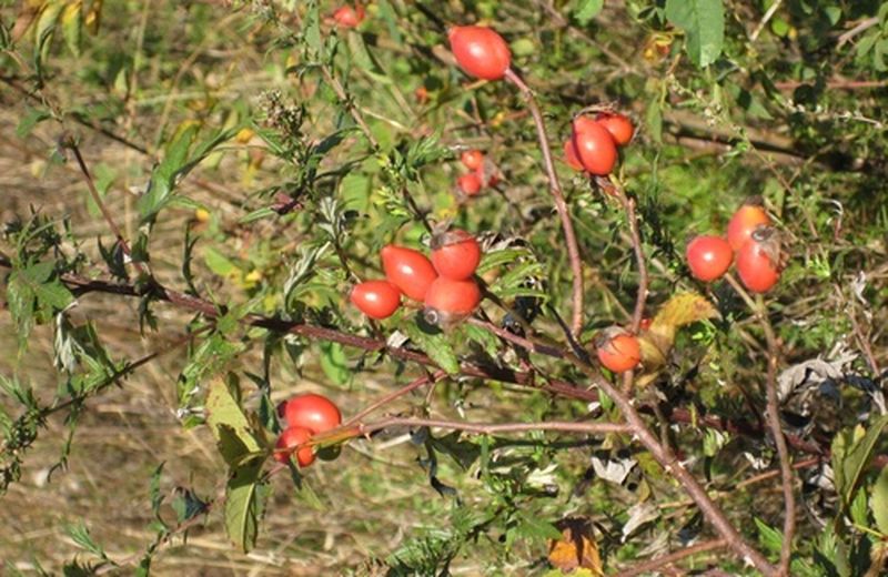 I benefici della rosa canina I benefici della rosa canina