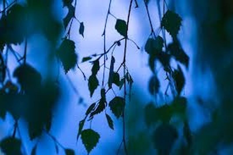 I rimedi naturali rilassanti I rimedi naturali rilassanti